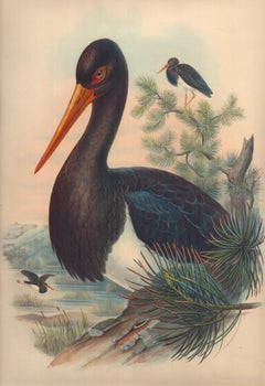 John Gould - Ciconia Nigra from 'Birds of Great Britain'  C. 1862