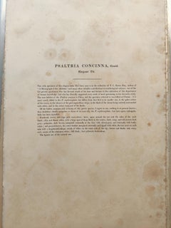 John Gould - Elegant Tit  from 'The Birds of Asia'  C. 1850