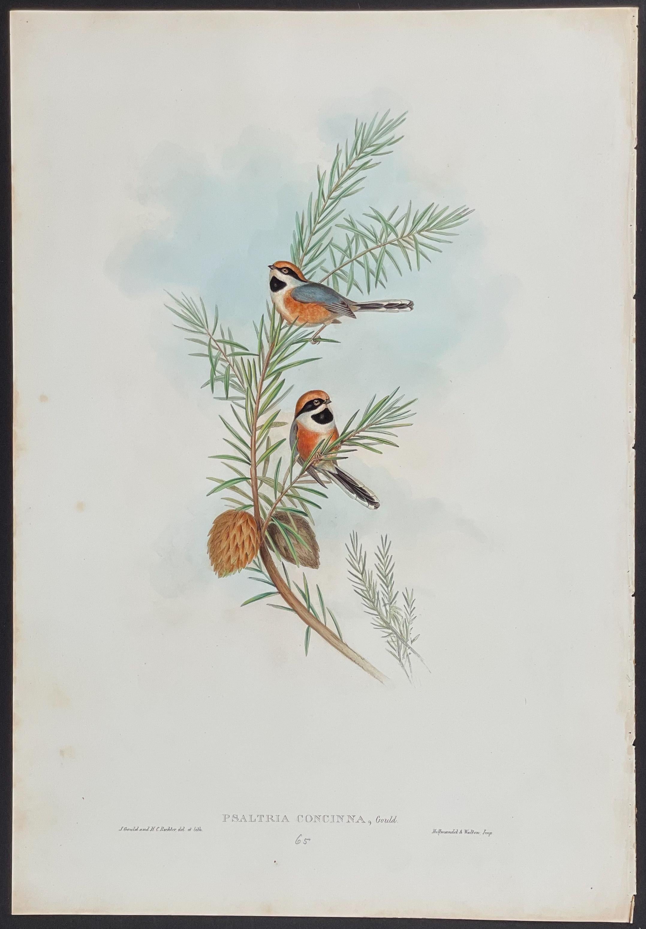 Elegant Tit - John Gould lithograph with hand-coloured
size 54 cm X 37 cm
excellent Condition


This remarkable ornithology lithograph with hand-finished colour is from the esteemed John Gould’s Birds of Asia published in London between 1850 and