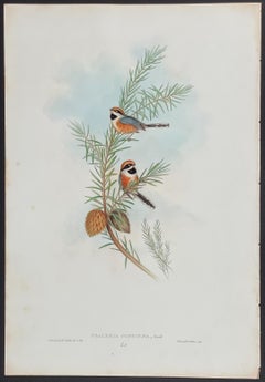 John Gould - Elegant Tit  from 'The Birds of Asia'  C. 1850