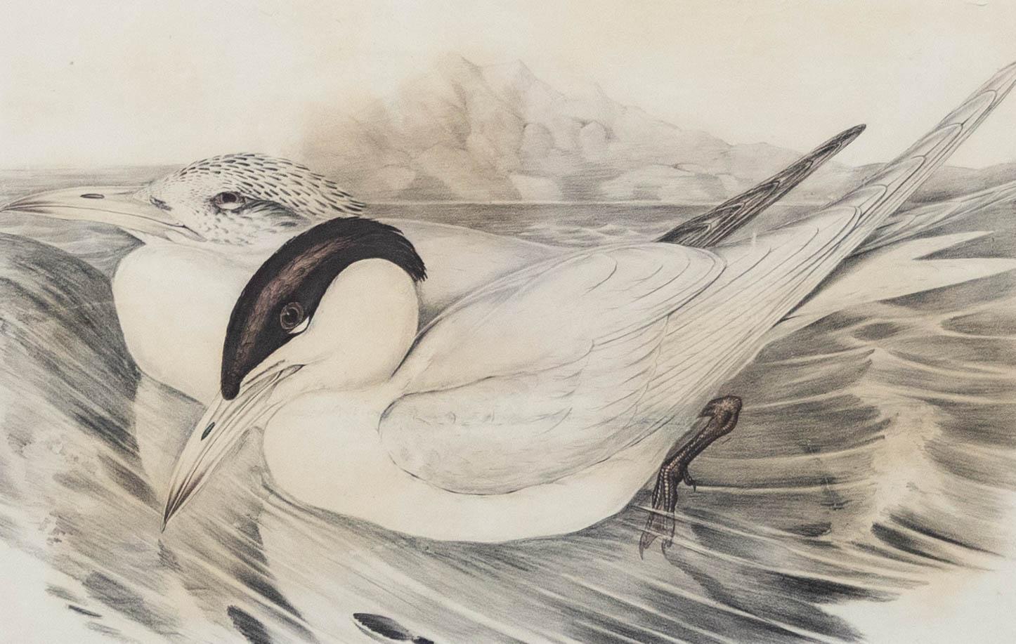 John Gould - Litografia del XIX secolo incorniciata, Sylochelidon Strenuus in vendita 1