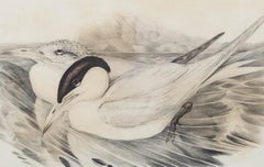 John Gould - Framed 19th Century Lithograph, Sylochelidon Strenuus