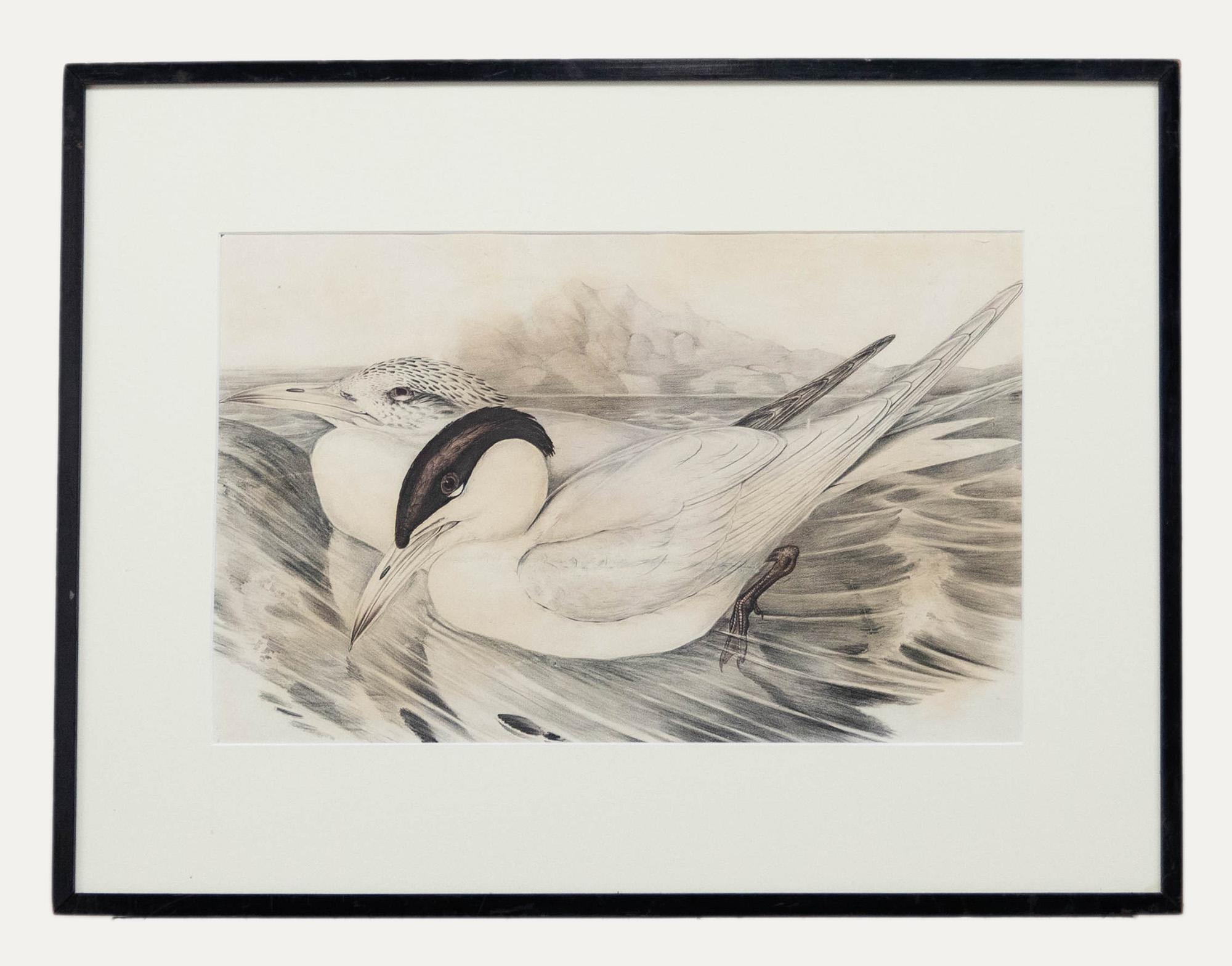 John Power Ternes Sylochelidon Strenuus illustrato da John Gould (1804-1841) per il suo libro "The Birds of Australia". Stampato per la pubblicazione da Hullmandel & Walton. Elegantemente custodito in una raffinata cornice nera con una nitida
