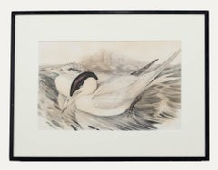John Gould - Litografia del XIX secolo incorniciata, Sylochelidon Strenuus