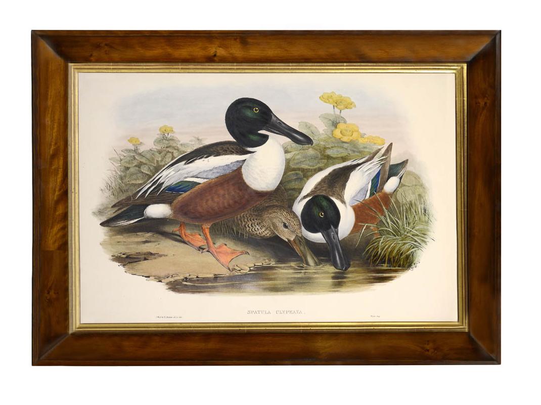 Set of four hand coloured lithograph plates of Ducks (Oidema Fusca, Oidema Perspicillata, Spatula Clypeata & Gallinula Chloropus), from “The Birds of Great Britain”.  Framed and glazed, overall dimensions: 64.3 by 46.2 cm.  
