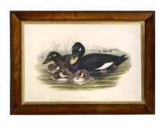 Antique John Gould, Group of Four Lithograph Plates of Ducks, 1832