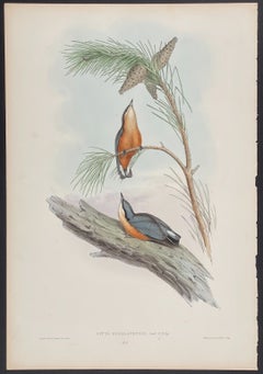 John Gould - Himalayan Nuthatch from 'The Birds of Asia'  c.1850