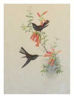 John Gould Hummingbirds Urochroa Bougieri, lithograph c.1848