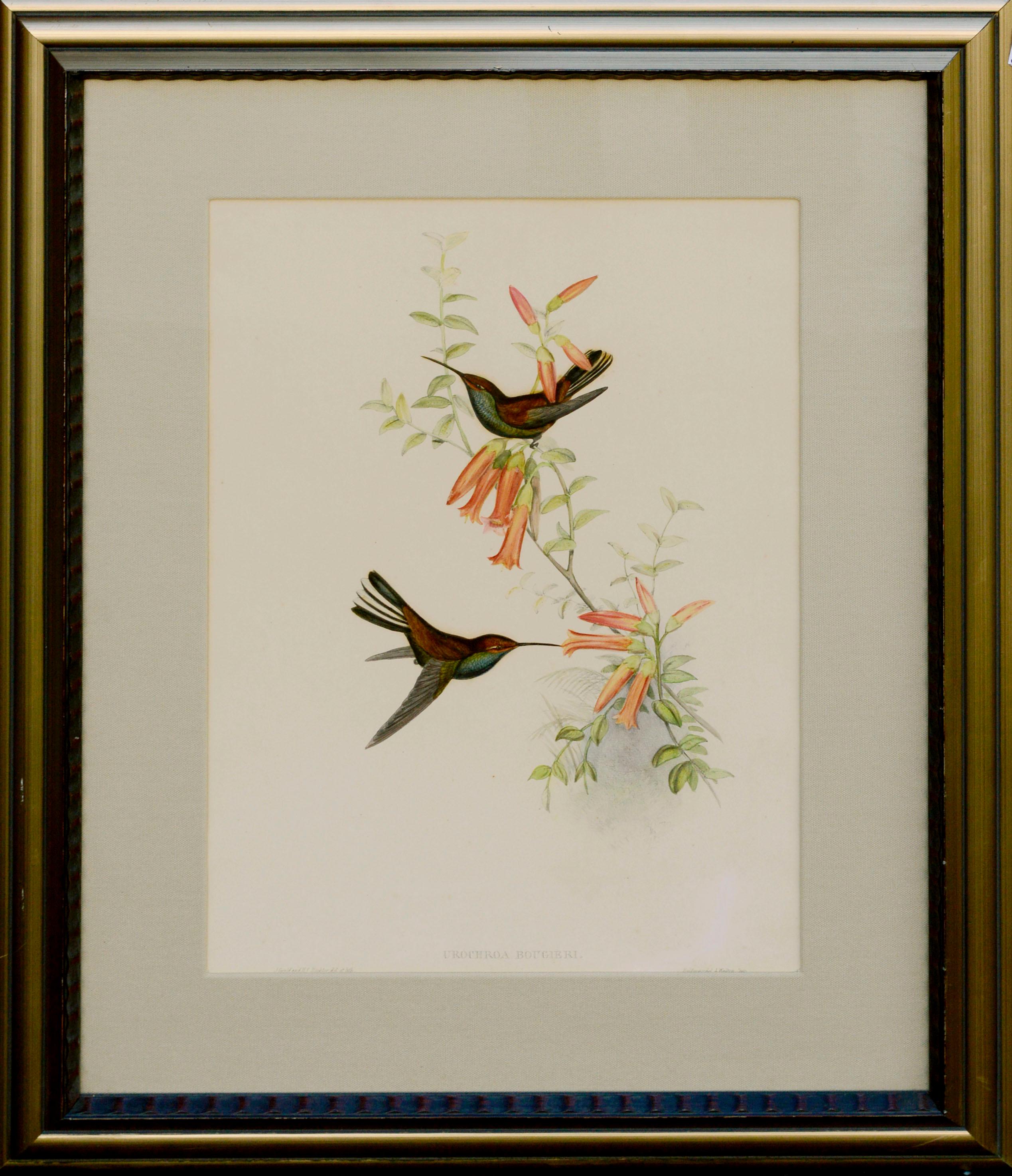 Botanical Art Bird Wall Hanging Plumeleteer Hummingbird Framed Art Vintage John Gould Litho Hummingbird Decor Hummingbird Gift