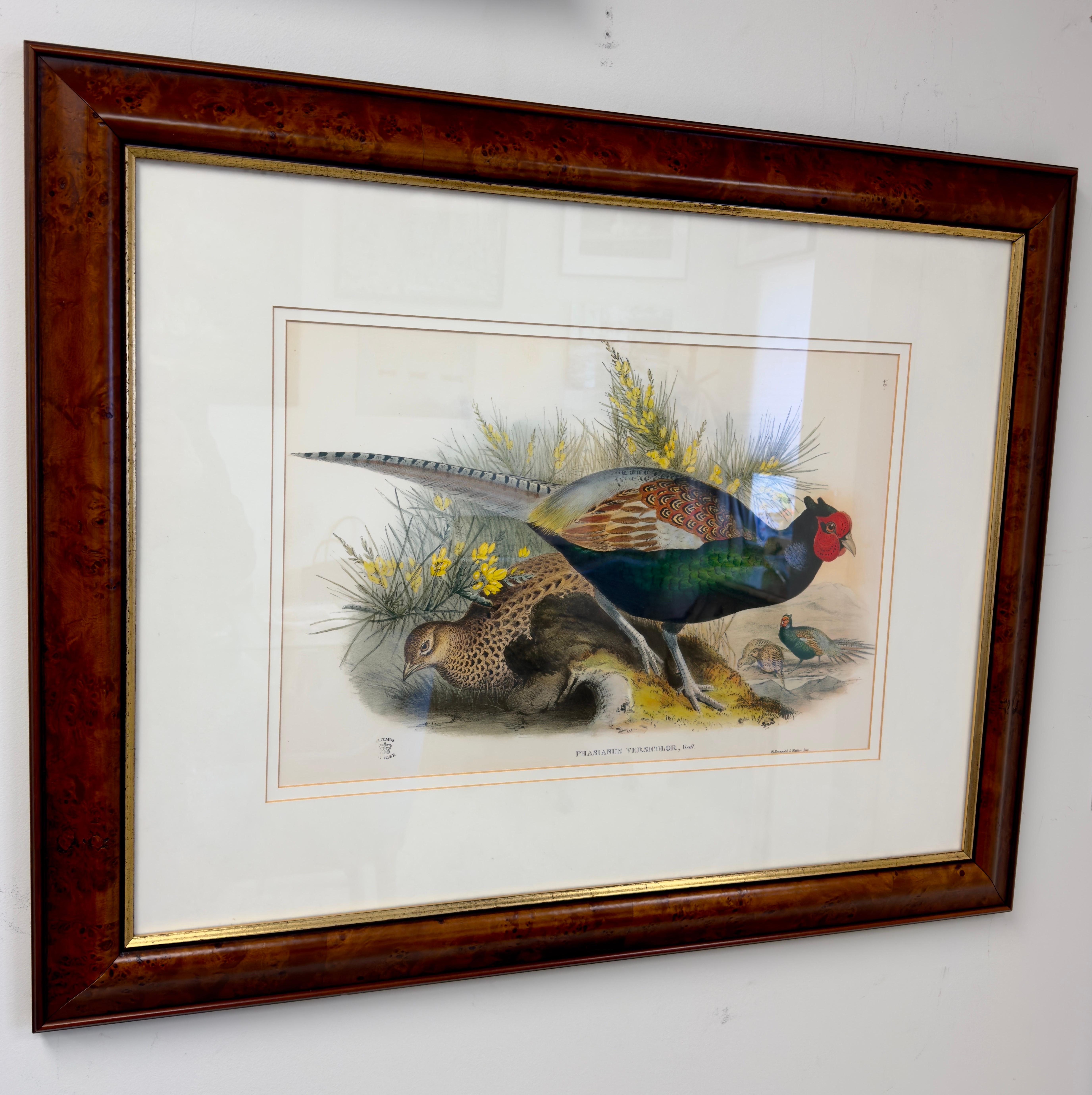 John Gould Japanese Pheasant 
