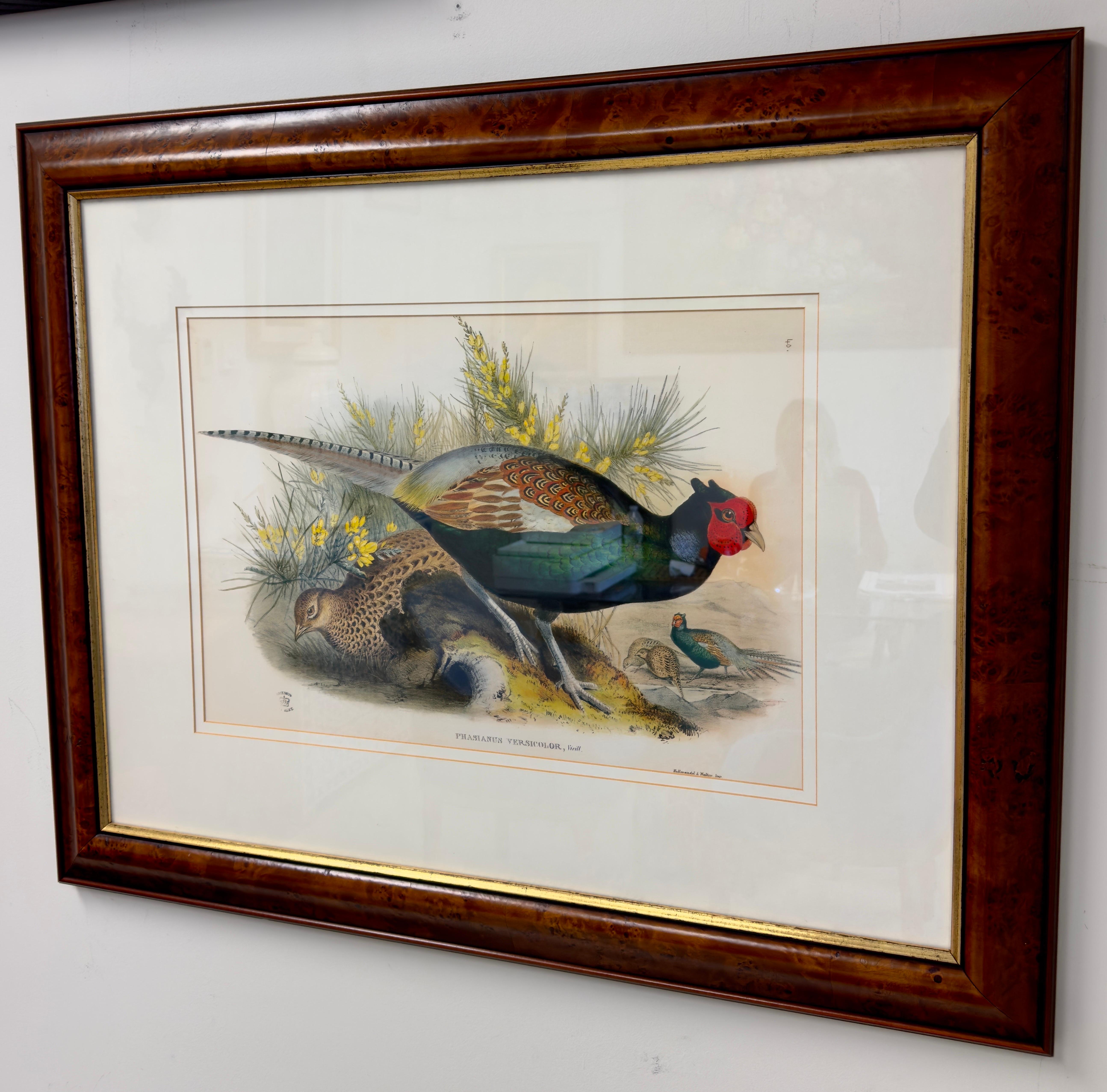 John Gould Japanese Pheasant 