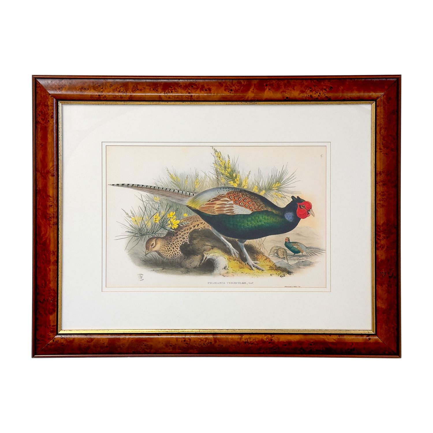 A large print of John Gould of Japanese Pheasant ""Phasianus Versicolo " from his published book " Birds of Asia". John Gould was influenced by James Audubon paintings of birds work and traveled the world John Gould traveled around the world,