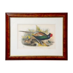 Vintage John Gould Japanese Pheasant "Phasianus Versicolo" Large Lithograph, Framed 