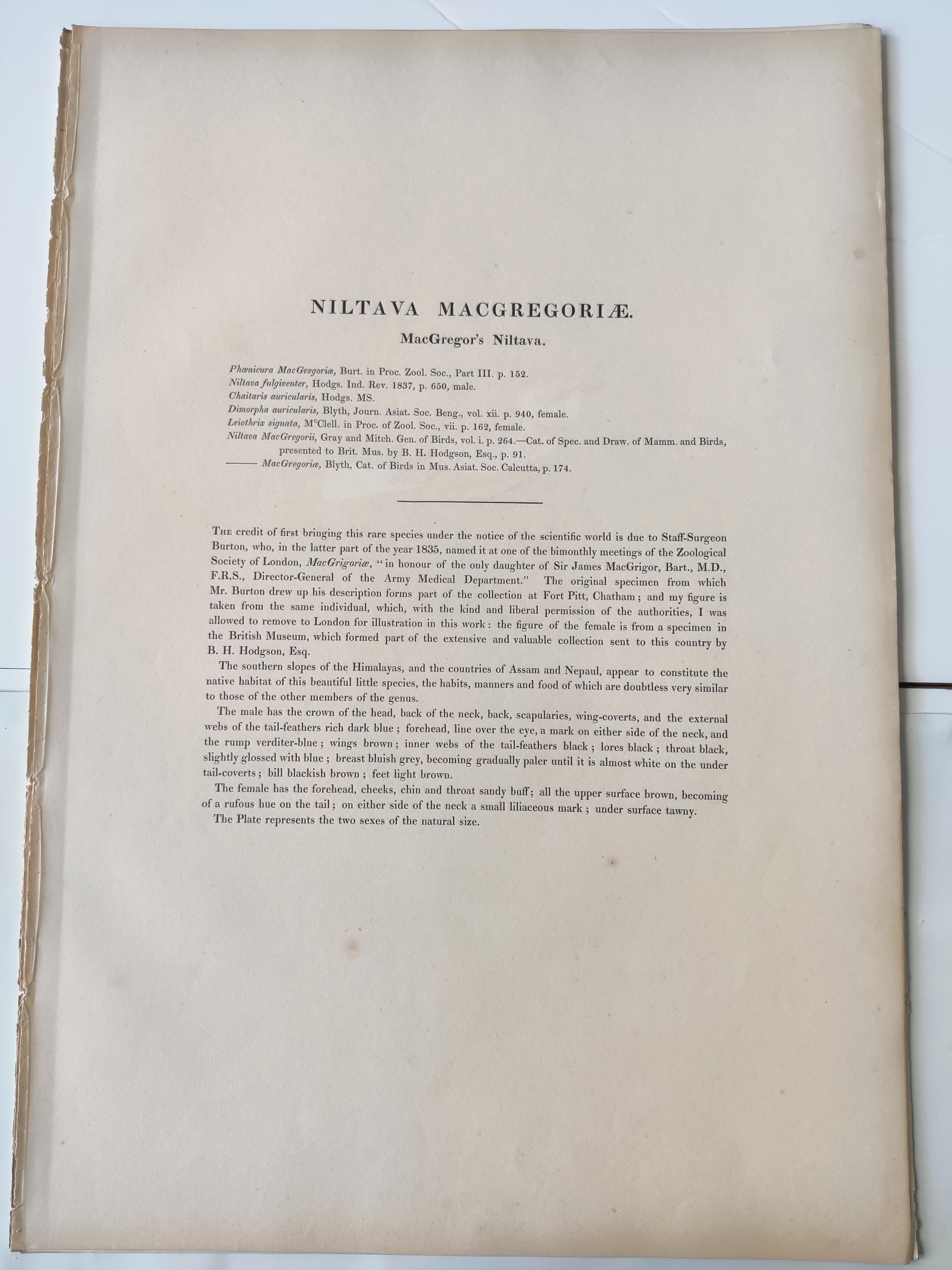 John Gould - Niltava di MacGregor da 