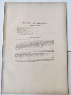 John Gould - MacGregor's Niltava from 'The Birds of Asia'  c.1850