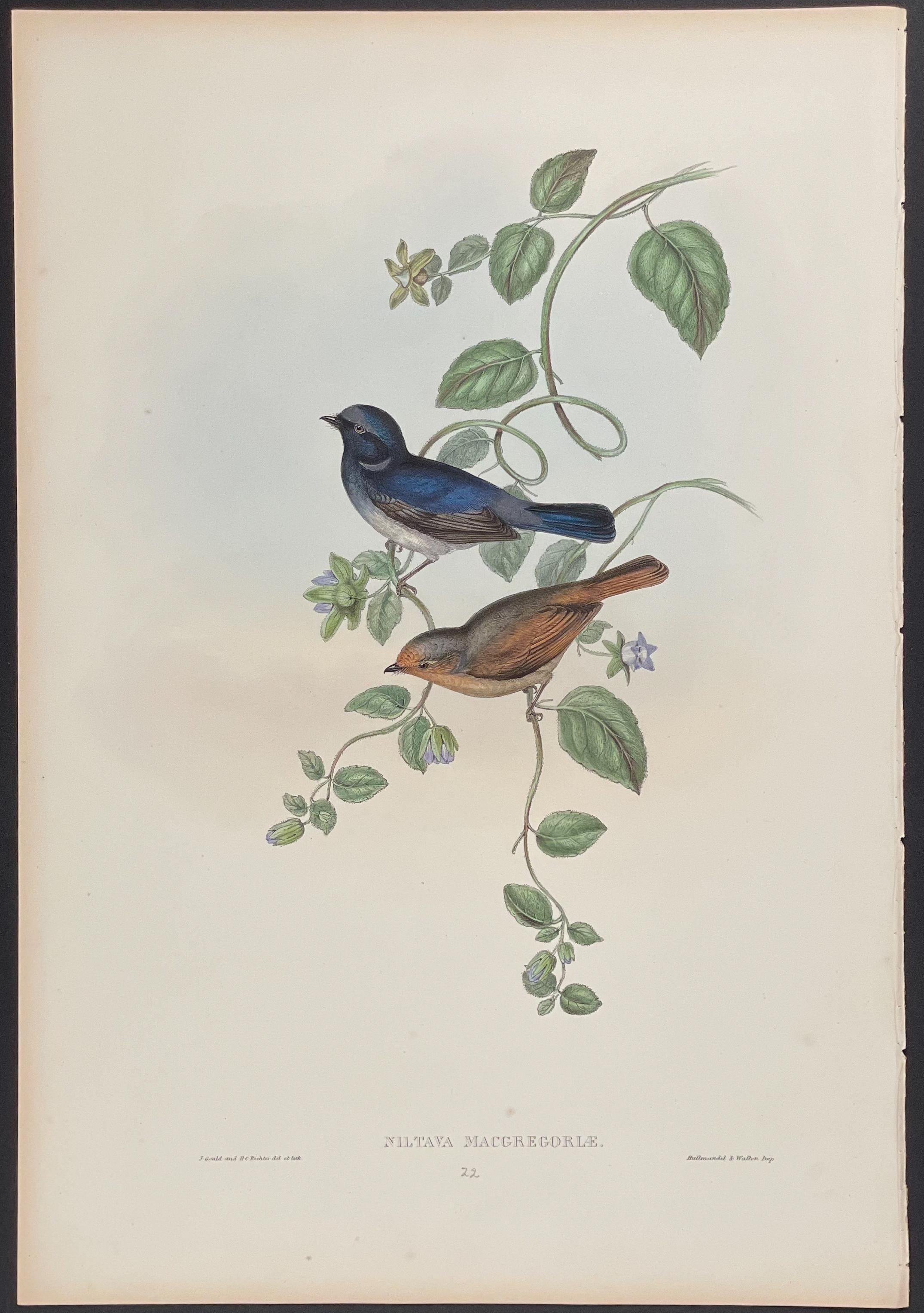 Niltava di MacGregor - litografia di John Gould con colori a mano.
dimensioni 54 cm X 37 cm
Condizioni eccellenti
SPEDIZIONE GRATUITA

Accompagnato dalla pagina informativa de "Gli uccelli dell'Asia".
Questa notevole litografia ornitologica con