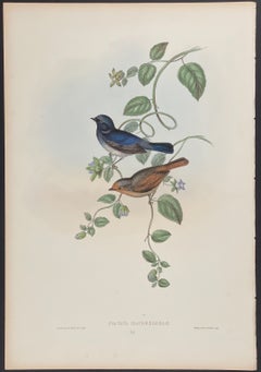 John Gould - MacGregor's Niltava from 'The Birds of Asia'  c.1850