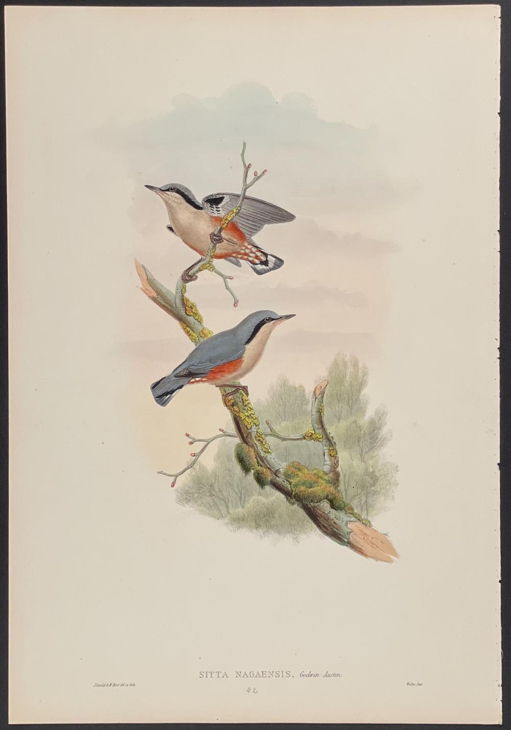 Naga Nuthatch - Litografía de John Gould coloreada a mano
tamaño 54 cm X 37 cm
Excelente estado
ENVÍO GRATUITO

Acompañado de la página de información de "Las aves de Asia".
Esta notable litografía de ornitología con el color acabado a mano procede