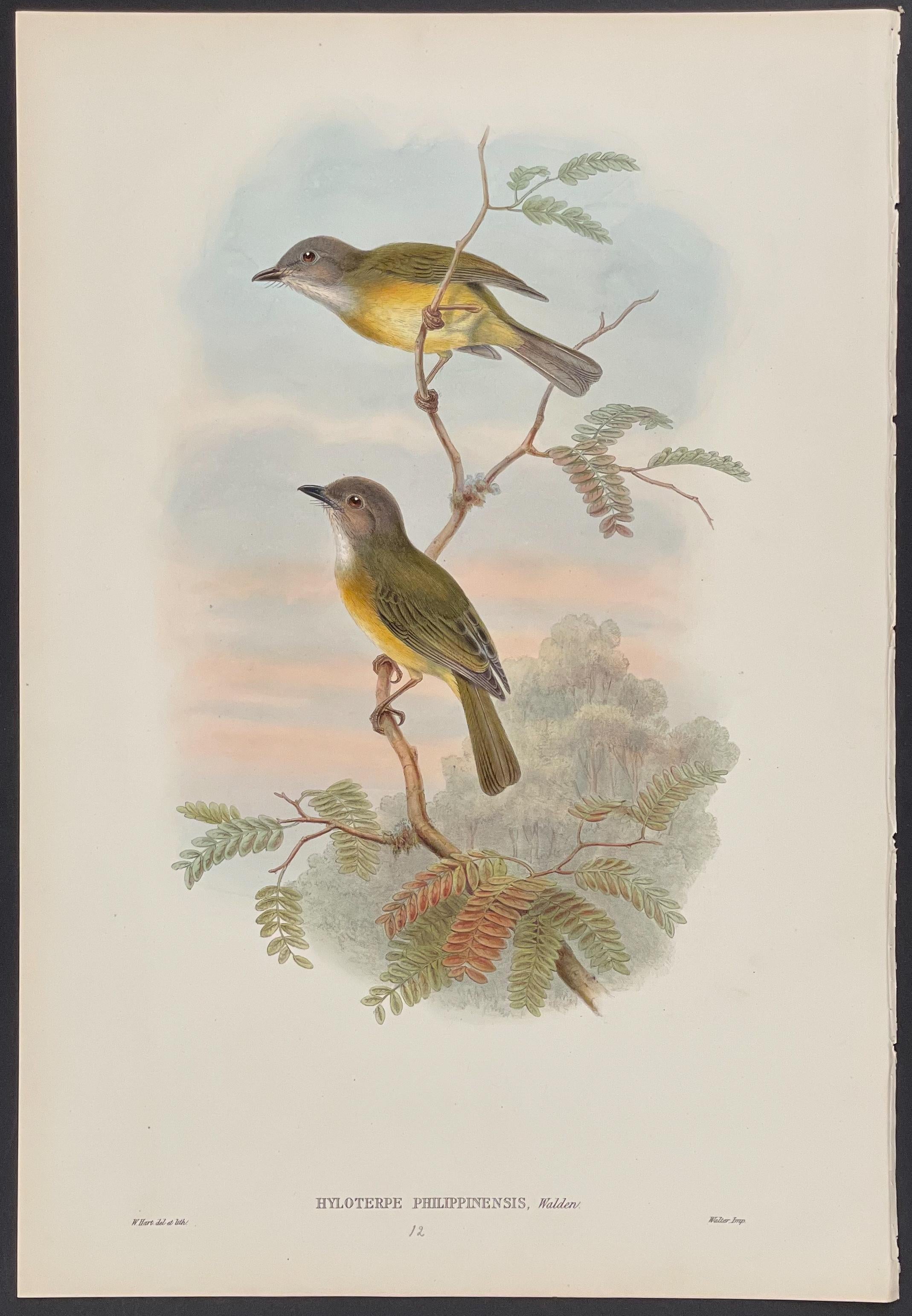 Filippine-Isole Thickhead - litografia di John Gould con colori a mano
dimensioni 54 cm X 37 cm
Condizioni eccellenti
SPEDIZIONE GRATUITA

Accompagnato dalla pagina informativa de "Gli uccelli dell'Asia".
Questa notevole litografia ornitologica con