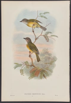 John Gould - Tête d'épais des Philippines-Islandes  The Birds of Asia (Les oiseaux d'Asie)  c.1850