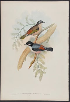 John Gould - Pteruthius Erythropterus  from 'The Birds of Asia' C. 1850