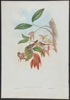 Erythropterus von John Gould – Pteruthius Erythropterus  aus „Die Vögel von Asien“ um 1850