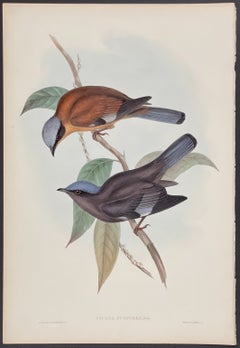 John Gould - Purple Cochoa  from 'The Birds of Asia' C. 1850