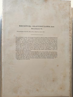 John Gould - Carbonero garganta plateada de "Las aves de Asia" C. 1850