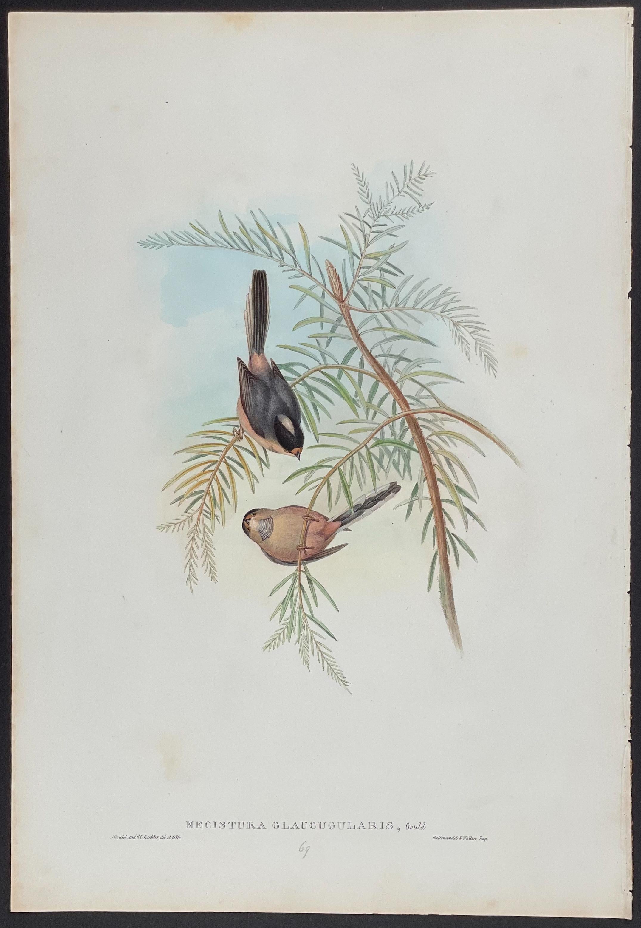 John Gould - Silvery-throated Tit  from 'The Birds of Asia' C. 1850