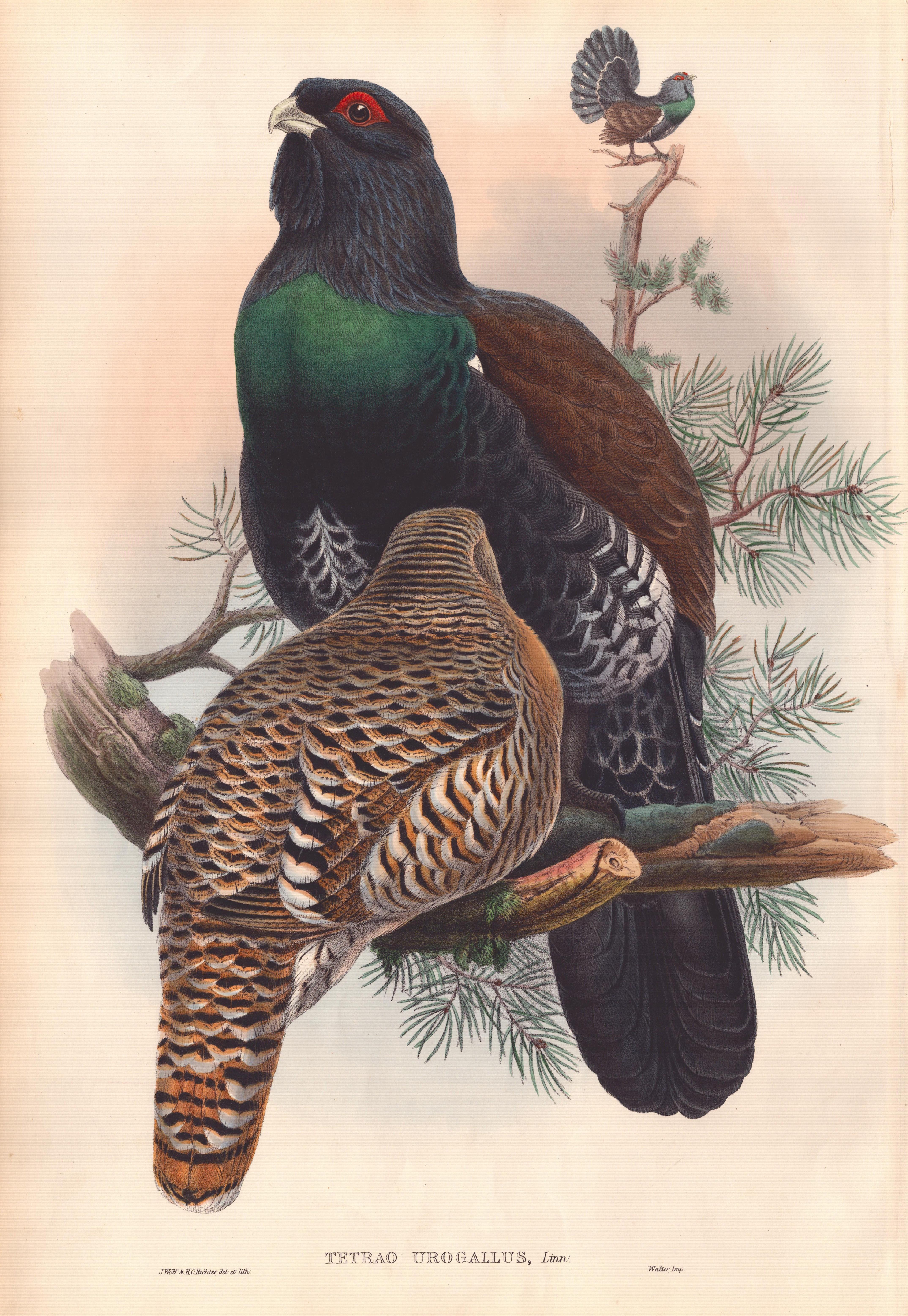 John Gould - Tetrao urogallus  extrait de 