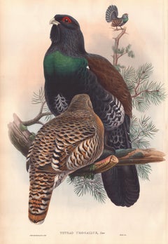 John Gould - Tetrao urogallus  from 'Birds of Great Britain'  C. 1850