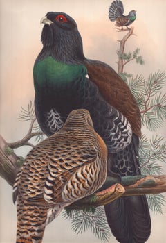 John Gould - Tetrao urogallus  extrait de "Birds of Great Britain" (Oiseaux de Grande-Bretagne)  C. 1850