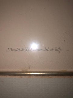 Gould & Richter Thrush Warbler Lithograph