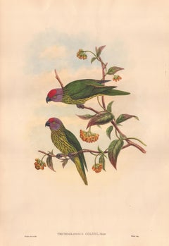 John Gould - Trichoglossus goldiei-(Uccelli della Nuova Guinea e della Papuasia adiacente)
