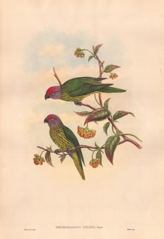 Antique John Gould - Trichoglossus goldiei-(Birds of New Guinea and the adjacent Papuan)