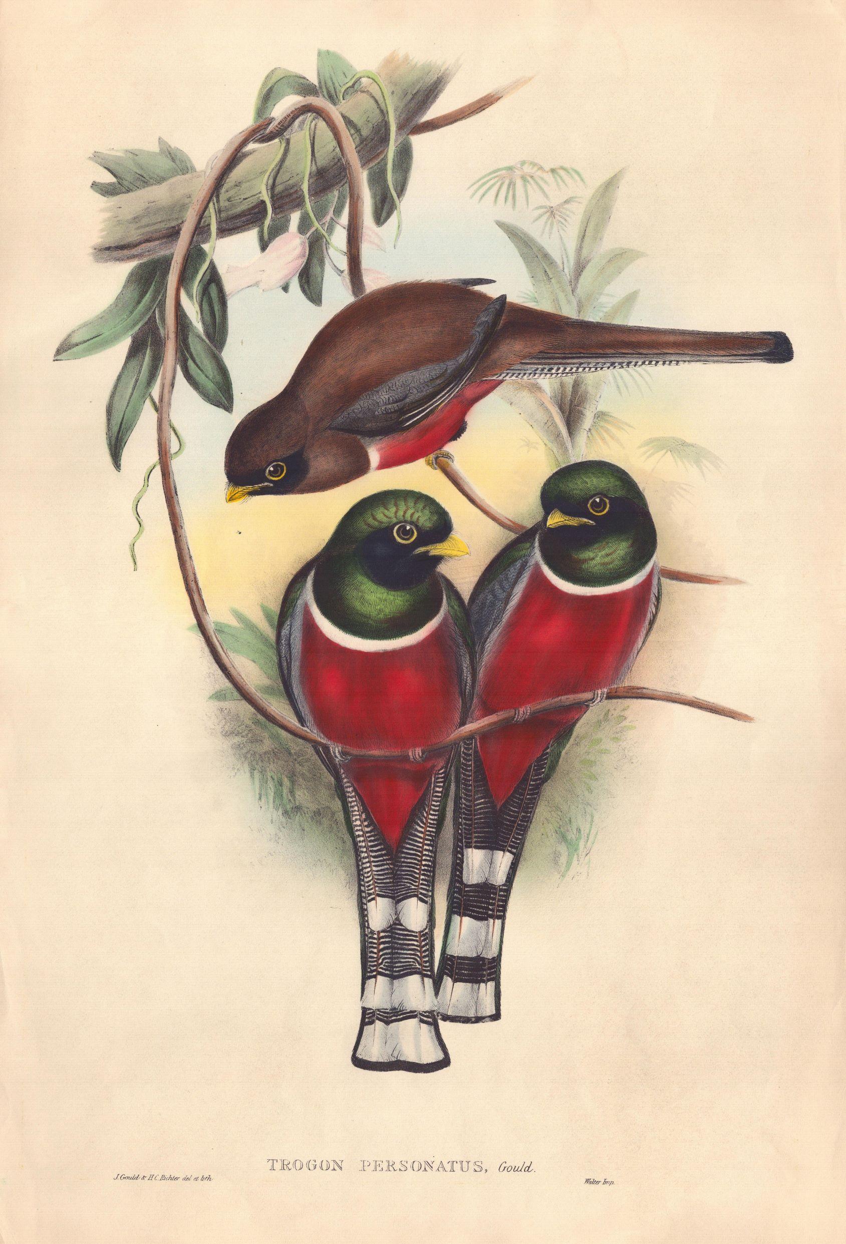 Trogon Personatus  - John Gould lithograph with hand-colored
size 54 cm X 36 cm
This remarkable ornithology lithograph with hand-finished color is from the esteemed John Gould’s 