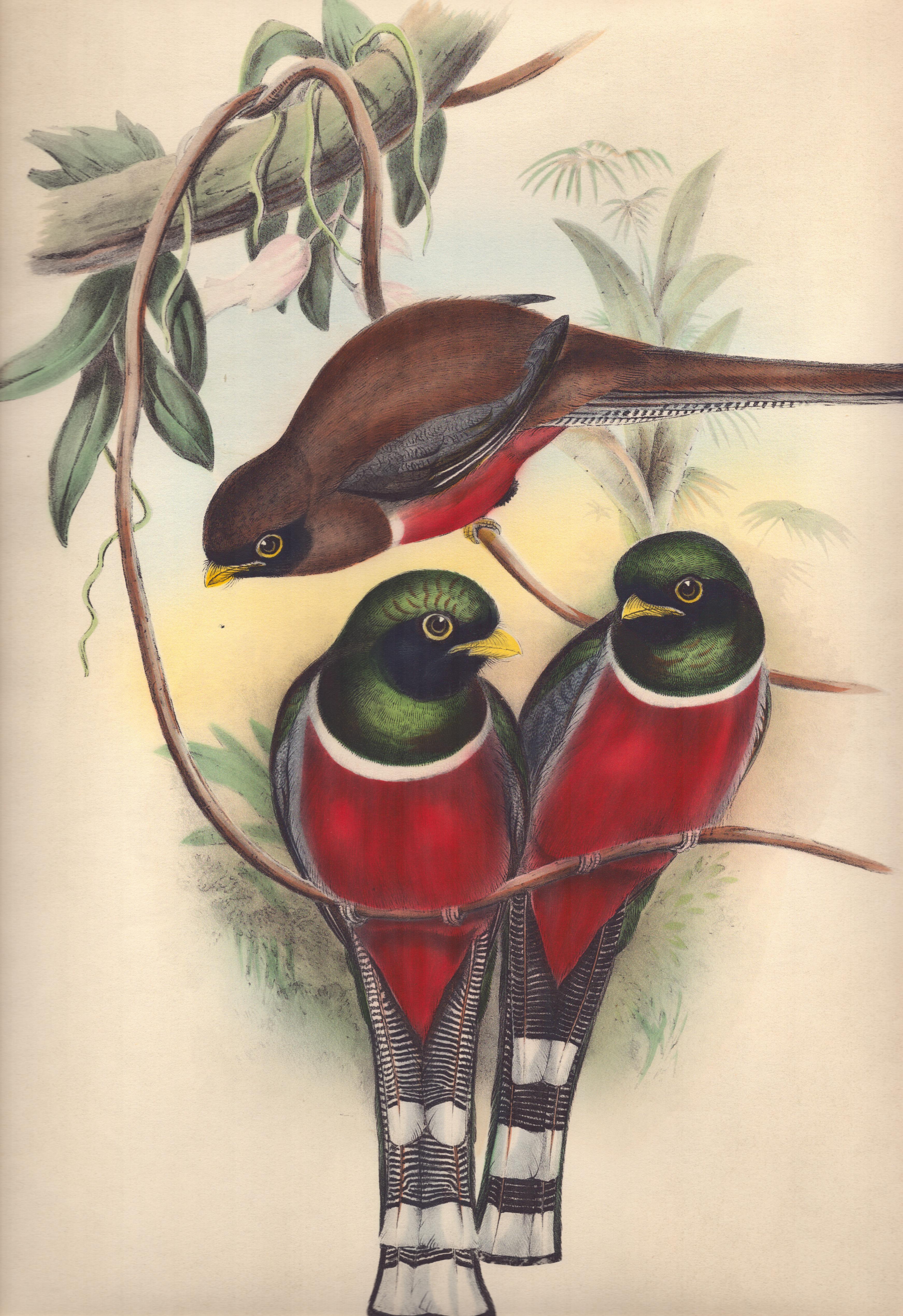 Trogon Personatus  - litografia di John Gould con colori a mano
dimensioni 54 cm X 36 cm
Questa notevole litografia ornitologica con colori rifiniti a mano è tratta da "Birds of Great Britain" dello stimato John Gould, pubblicato a Londra tra il