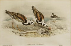 John Gould Turnstone Strepsilas Interpres, lithograph c.1850