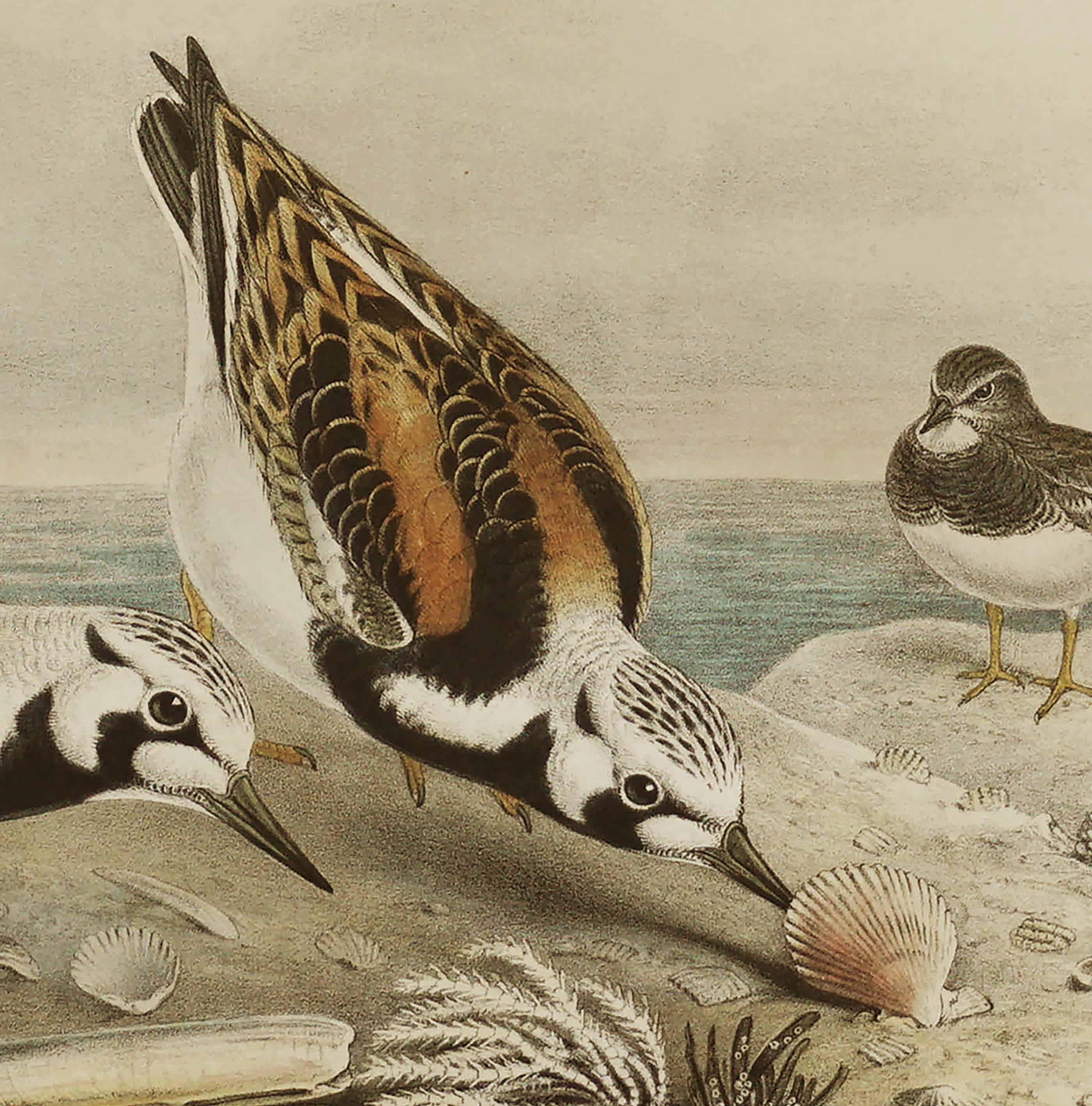 John Gould, interprétation de Turnstone Strepsilas, lithographie vers 1850 en vente 3