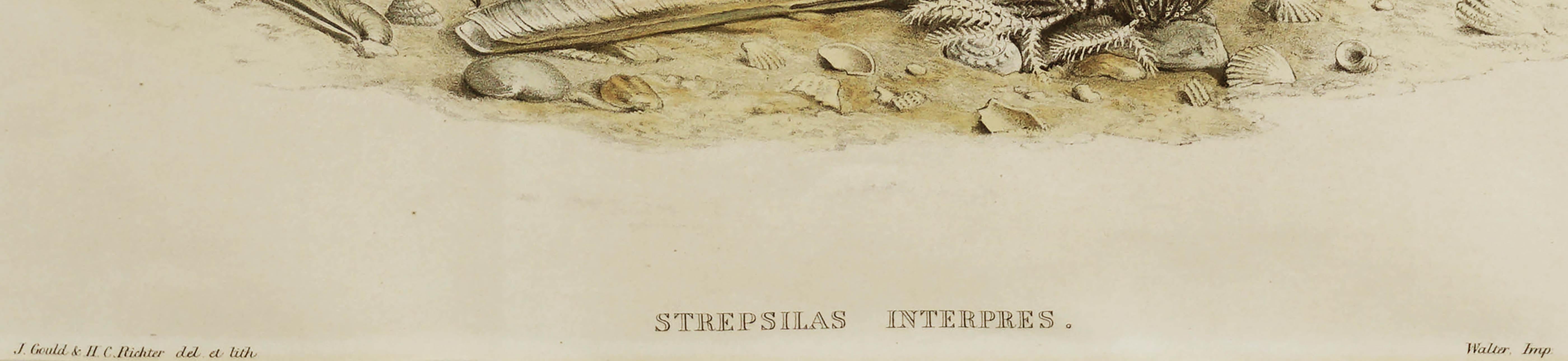 John Gould Turnstone Strepsilas Interpres, lithograph c.1850 For Sale 1