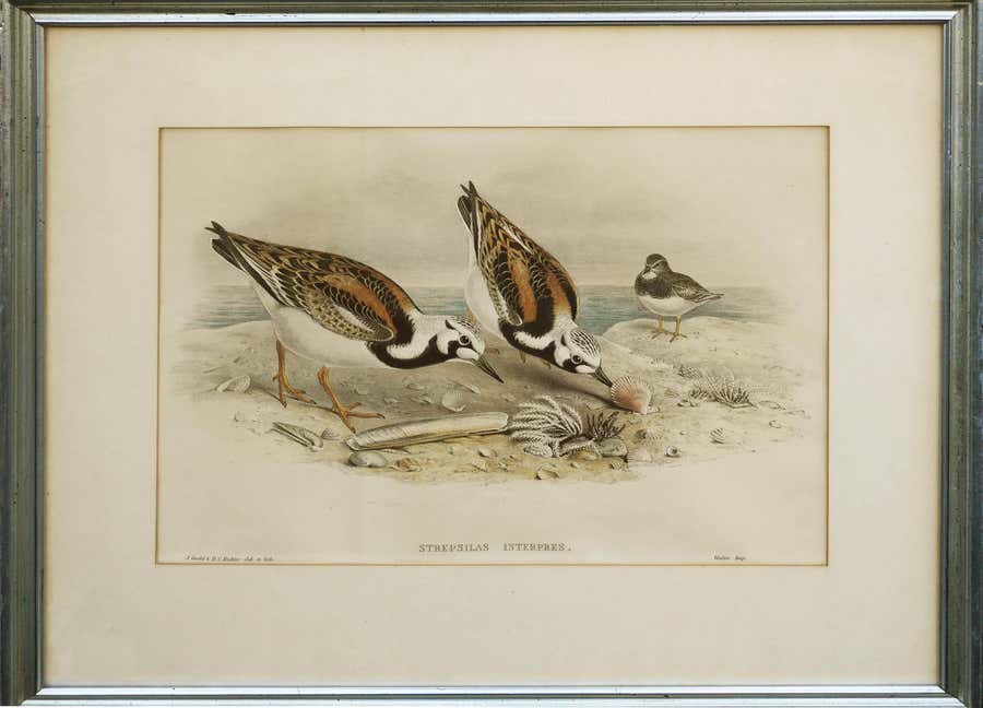 John Gould Turnstone Strepsilas Interpres, lithograph c.1850