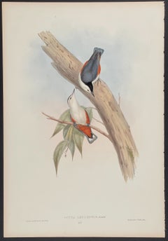 John Gould - White-faced Nuthatch between 1850 and 1883