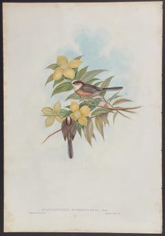 John Gould - White-throated Tit from 'The Birds of Asia'   c.1850