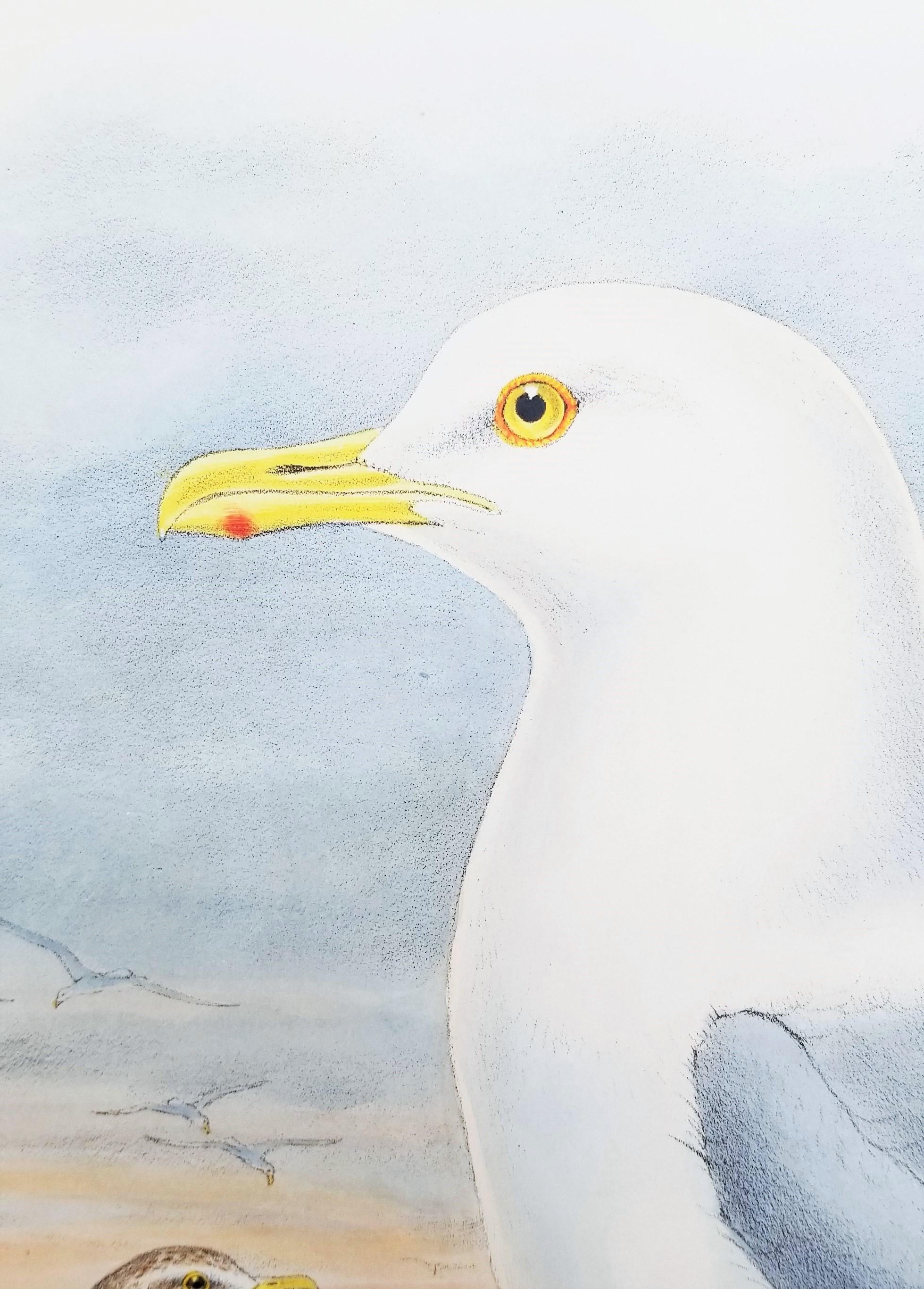 Larus Islandicus (Gabbiano d'Islanda) /// John Gould Ornitologia Uccelli Animali Lito d'Arte in vendita 9