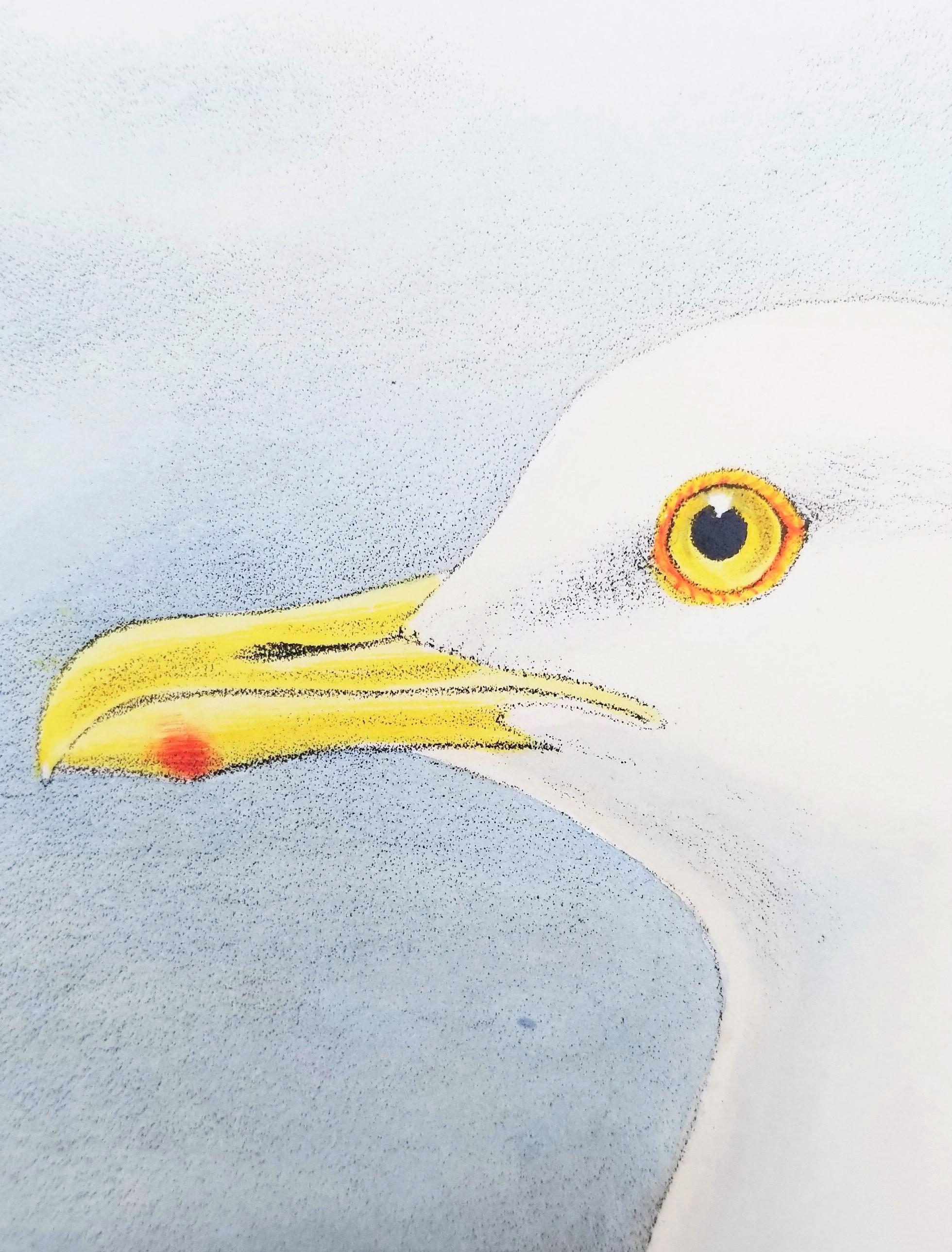Larus Islandicus (Gabbiano d'Islanda) /// John Gould Ornitologia Uccelli Animali Lito d'Arte in vendita 10