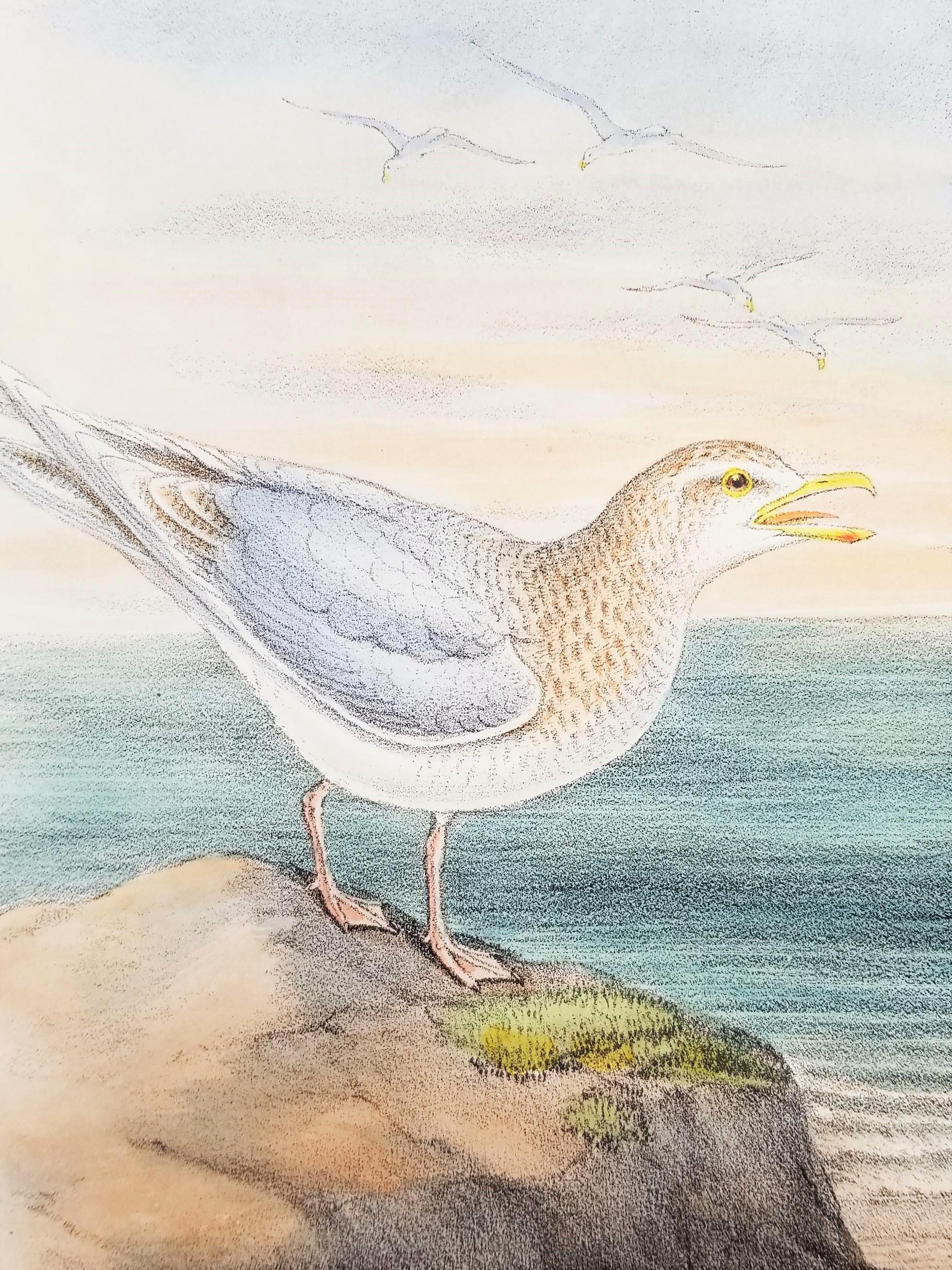 Larus Islandicus (Gabbiano d'Islanda) /// John Gould Ornitologia Uccelli Animali Lito d'Arte in vendita 11
