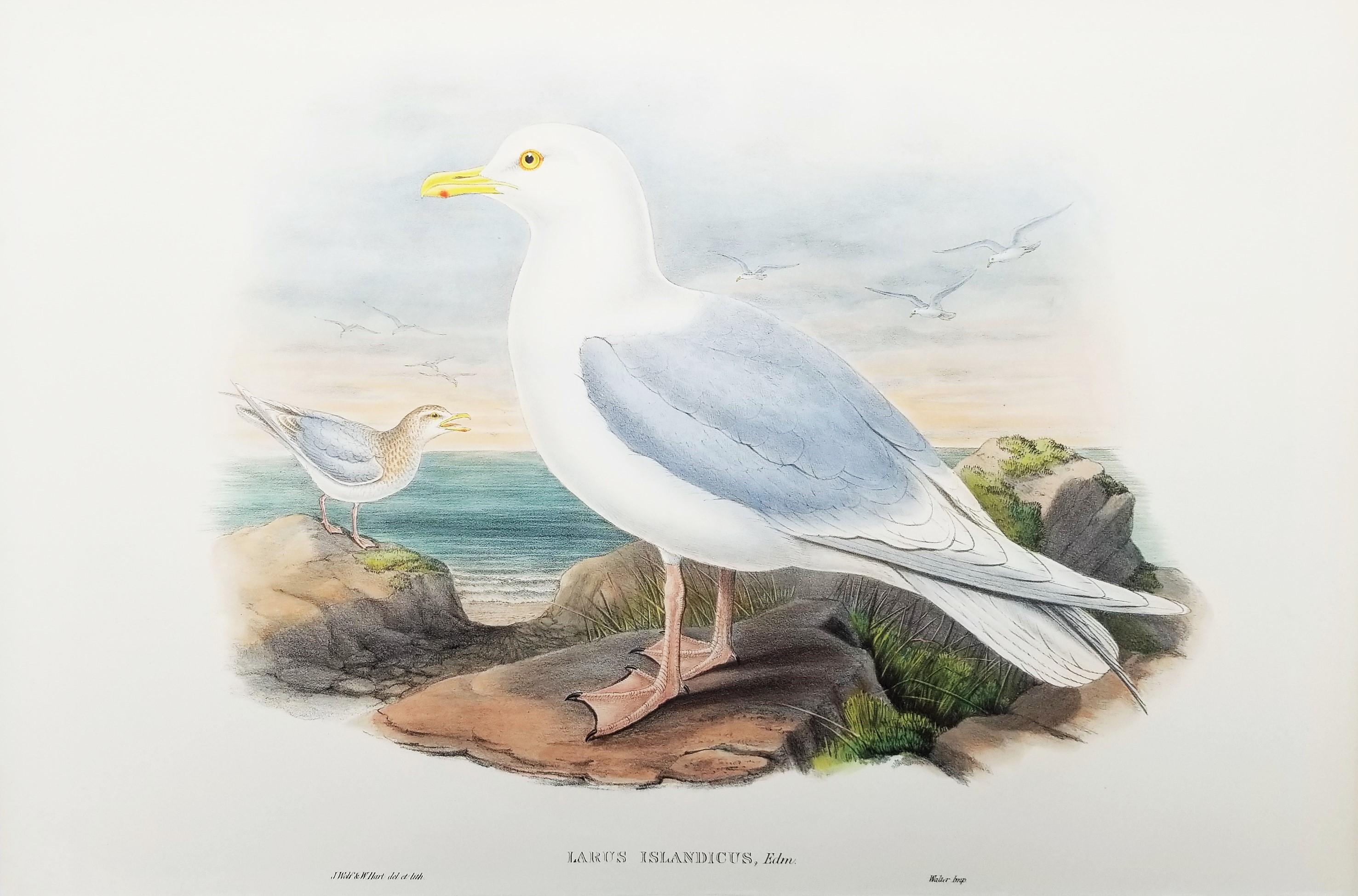 Larus Islandicus (Gabbiano d'Islanda) /// John Gould Ornitologia Uccelli Animali Lito d'Arte in vendita 1