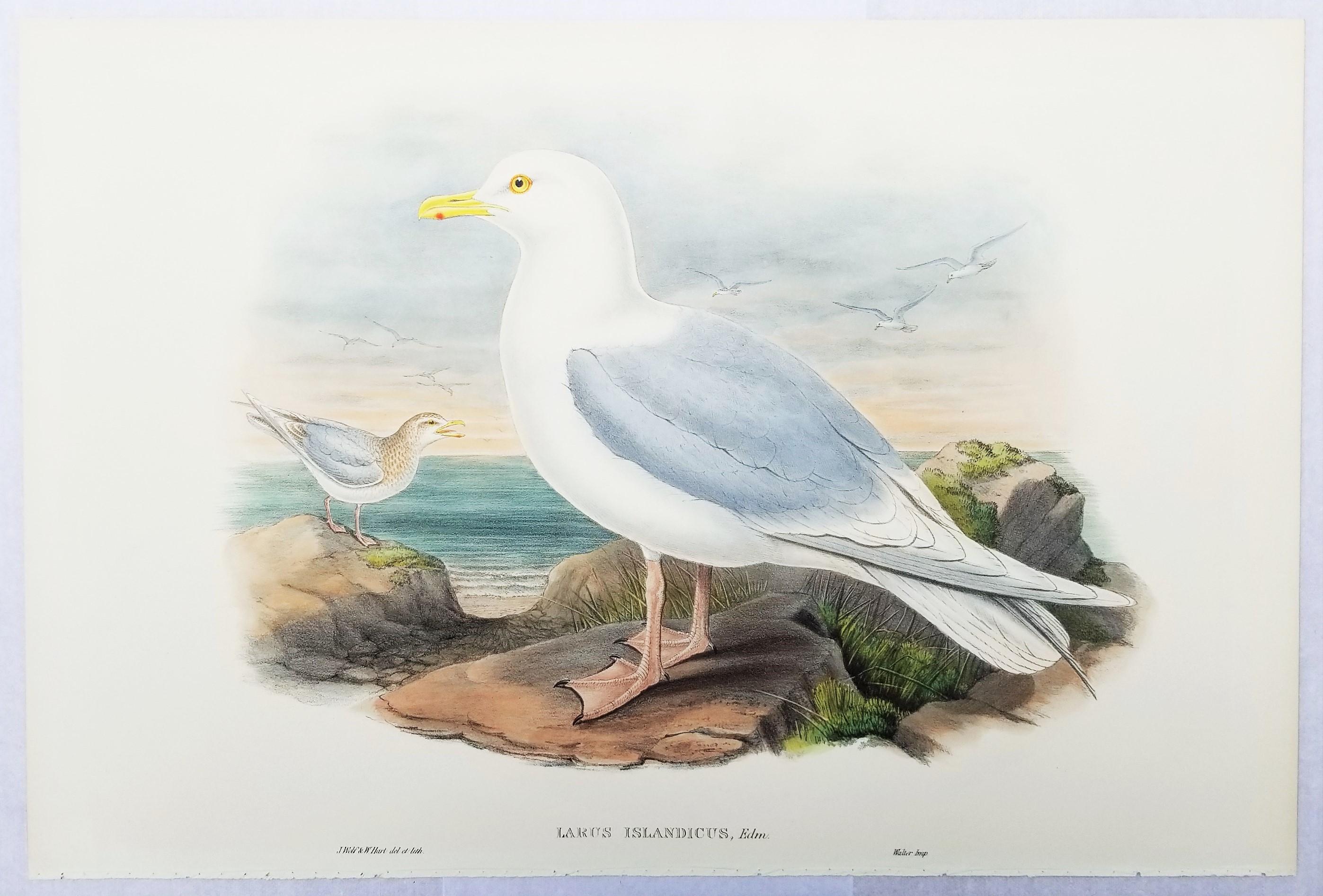 Larus Islandicus (Gabbiano d'Islanda) /// John Gould Ornitologia Uccelli Animali Lito d'Arte in vendita 2