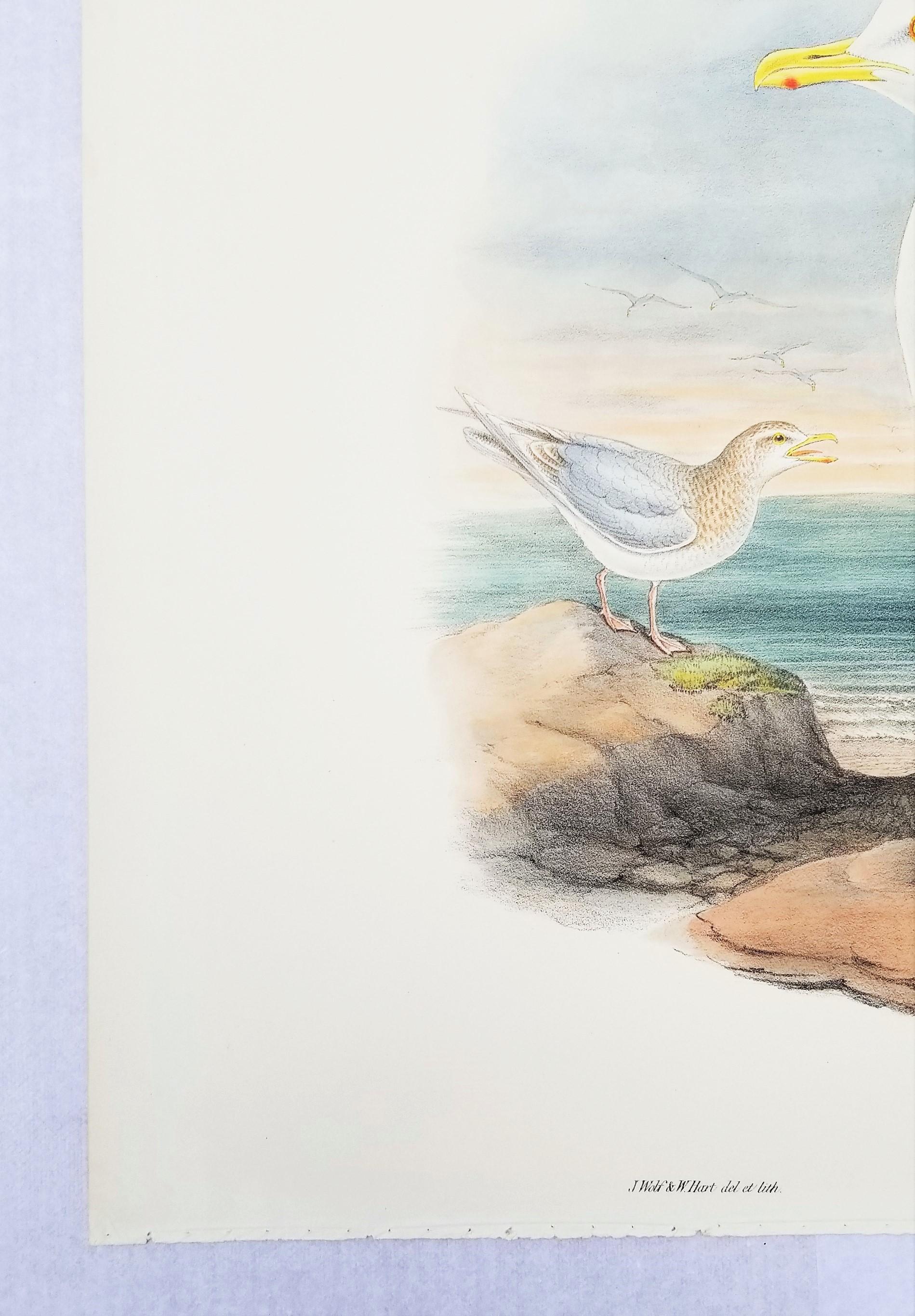 Larus Islandicus (Gabbiano d'Islanda) /// John Gould Ornitologia Uccelli Animali Lito d'Arte in vendita 3