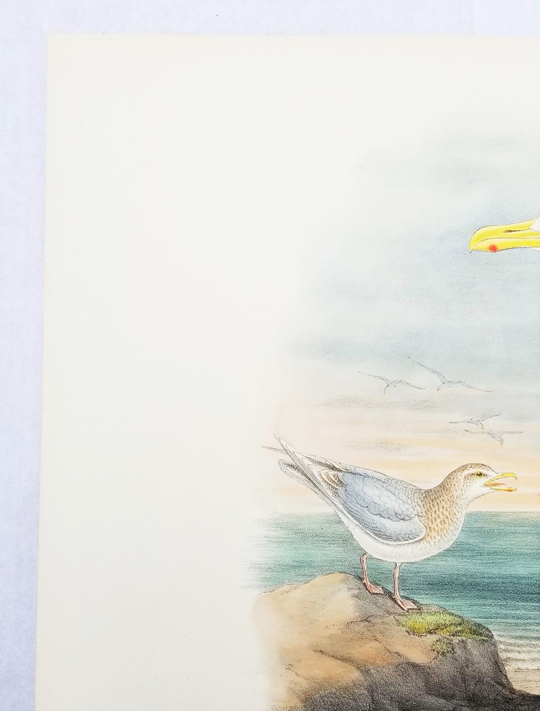 Larus Islandicus (Gabbiano d'Islanda) /// John Gould Ornitologia Uccelli Animali Lito d'Arte in vendita 4
